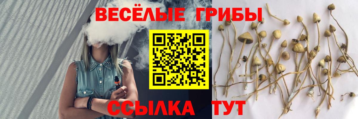 Псилоцибиновые грибы Magic Shrooms  где купить наркоту  Вход с VPN  Камень-на-Оби  Псилоцибиновые грибы Magic Shrooms 